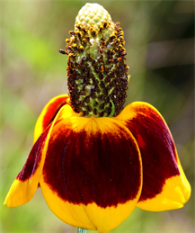 Austin Art Wall Prints For Sale